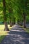 Beautiful summer alley in park with old trees