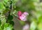 Beautiful summer apple flowers