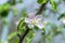 Beautiful summer apple flowers