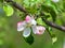 Beautiful summer apple flowers