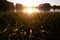 Beautiful summer autumn landscape, the sun sets in the forest, a view of the trees and grass pond, reflected in the water.