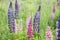 Beautiful summer background of closeup of colorful garden lupines in natural meadow