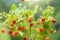 Beautiful summer background.Ripe red wild strawberry berry on Bush with stems, green leaves on natural blur background