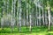 Beautiful summer birch grove in the evening