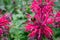 Beautiful summer bloom of vibrent red Crimsom Monarda didyma Scarlet beebalm flowers