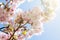 Beautiful summer blossom tree