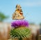 Beautiful summer butterfly sitting on a purple flower