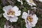 Beautiful summer closeup of white peony blossoms in sunny garden