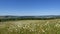 Beautiful summer countryside landscape. Panorama. Blooming meadow