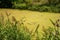 Beautiful summer countryside landscape with river overgrown with duckweed