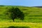 A beautiful summer day in a rural area. A field with a solitary tree, plants and green grass