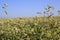 Beautiful summer field of buckwheat. Plant close