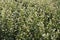 Beautiful summer field of buckwheat. Plant close