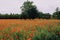 Beautiful summer field with red poppy flowers in full bloom. Idyllic rustic landscape with blooming wildflowers