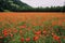 Beautiful summer field with red poppy flowers in full bloom. Idyllic rustic landscape with blooming wildflowers