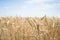 Beautiful summer field of ripe wheats on sunny day