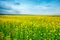 Beautiful summer field with yellow flowers and daisies.