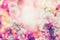 Beautiful summer floral background with pink blooming , sun shine