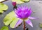 Beautiful Summer Flower, Pink Lotus Or waterlily Flower, Lotus flower bloom With Green Leaf In Pond In Summer