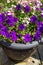 Beautiful Summer flowers in the big flowerpot, violet petunias, pale pink nemesia