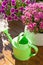 beautiful summer flowers in flowerpots in garden. chrysanthemum, petunia, watering can