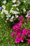 Beautiful, Summer flowers in the home garden, blue hydrangeas and petunias