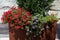 Beautiful Summer Flowers in an Outdoor Urban Planter in Long Island City Queens New York