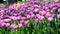 Beautiful summer flowers tulips pink lilac