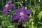 Beautiful summer flowers in a vertical garden gardening. Flower purple clematis close-up. Flower Clematis varieties Rasputin