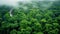 Beautiful summer forest covered in fog early in the morning. Forest landscape with thick mist from above. Aerial shot of summer