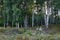 Beautiful summer forest with lush, tall trees and low growing vegetation in Toten, Norway