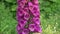 Beautiful summer foxglove flower in garden