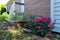 Beautiful Summer Garden with a Pink Rose Bush on the Side of a Brick Midwestern Neighborhood Home in Illinois