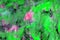 Beautiful summer green and pink modern dynamic paint artistic paint splashes