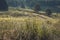 Beautiful summer hilly landscape with trees and ravines, lit with a bright sun. Selective focus shot with shallow DOF