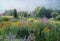 Beautiful summer landscape with blooming garden flowers. Rudbeckia and fireweed plants.