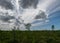 Beautiful summer landscape with bog background and traditional swamp vegetation