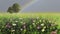 Beautiful summer landscape with a flower field trees and a rainbow