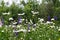 Beautiful summer landscape with flowering meadow. Daisy and lupin flowers