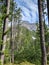 Beautiful summer landscape in Fuorn valley trail in Swiss National Park.