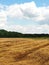 Beautiful summer landscape. Harvesting outdoors. Wheat field in the countryside. Storks walk around the field and collect the