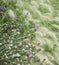 Beautiful Summer landscape image of vibrant wild flowers in mead