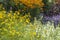 Beautiful Summer landscape image of vibrant wild flowers in mead