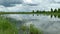 Beautiful summer landscape, a lake, pond with reed and cattail growing on the edge of water and swinging in the wind