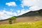 Beautiful summer landscape with mountain, tree and sheep