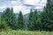 Beautiful summer landscape - mountains, lush forest, spruce trees