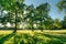 Beautiful summer landscape with oak trees at sunset