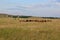 Beautiful summer landscape. Panoramic view on the mountains of forests and fields. The herd of horses. Beautiful sky.