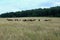 Beautiful summer landscape. Panoramic view on the mountains of forests and fields. The herd of horses. Beautiful sky.