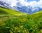 Beautiful summer landscape panoramic view of the yellow wildflower field with majestic colorful Swiss mountain ranges